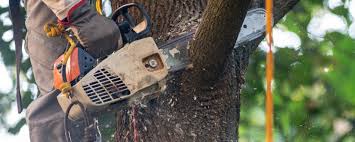 Best Tree and Shrub Care  in Bath, MI