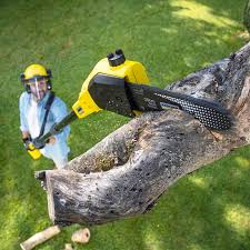 Best Tree Preservation Services  in Bath, MI