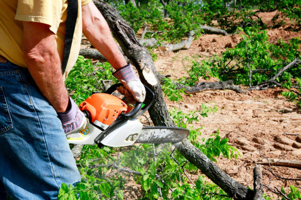 Best Fruit Tree Pruning  in Bath, MI